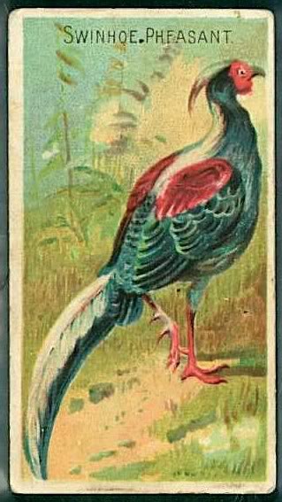 40 Swinhoe Pheasant